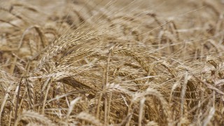 Survey reveals mixed picture of Scotland’s 2023 harvest