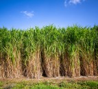 Norfolk farmer to host Terravesta miscanthus farm walk
