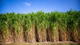 Farmers can now avail of a new renewable energy crop