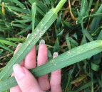 New app gives assistance in BYDV control