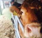 Covid TB test easements to end in NI
