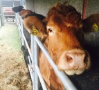 TB: 863 new breakdowns in NI in first half of 2020