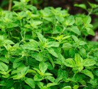 QUB food fraud study finds locally-sold sage to be ‘heavily adulterated’
