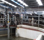 Dairy analysis: Strong supplies and weaker exports put pressure on spot prices