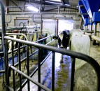 Farming unions warn of rising dairy production costs and unstable milk prices