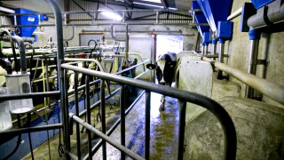 Dairy hub seminar goes digital for AgriScot 2020