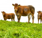 NI stakeholders warn of potential objection to Irish Grass-Fed Beef PGI