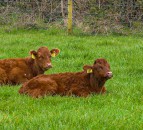 Increase of calf birth registrations in Northern Ireland