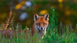 Scotland’s new hunting bill will compromise the livelihoods of farmers – SCA