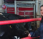 NI dairy research project to improve welfare and production in robotic systems