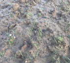 Improved situation for EU winter cereal crops