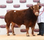 Limousin bulls average over £3,200 at Welsh sale