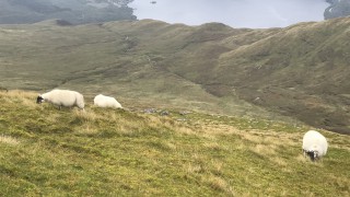 NFU Scotland reminds farmers of SUSSS deadline