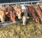 Cow trade takes another setback in Northern Ireland