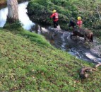 Firefighters called to rescue horse stuck in a river
