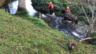 Firefighters called to rescue horse stuck in a river
