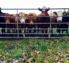 Cows processed reaches highest weekly throughput in Northern Ireland