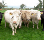 Cow trade is coming under pressure in Northern Ireland