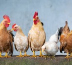 'Protecting bird health and welfare is our number 1 priority' - NFU