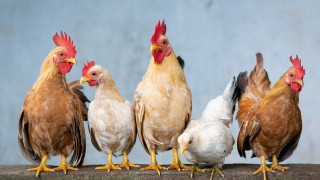 Avian Influenza Prevention Zone declared in Great Britain