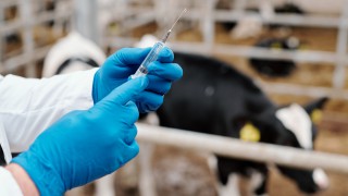BVA welcomes reduction in veterinary antibiotic use