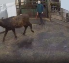 Marts and agricultural supply shops to stay open as NI announces further restrictions