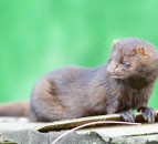 Denmark to cull all mink due to coronavirus mutation