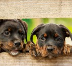 How does Brexit affect travelling abroad with your pets?