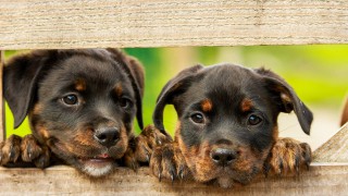 RSPCA warns prospective puppy buyers to watch out this Christmas