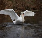Avian Influenza detected in wild swan in Northern Ireland
