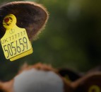 UK government issues new guidance for ear tags post-Brexit