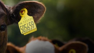 UK government issues new guidance for ear tags post-Brexit