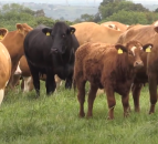 The work to secure PGI status for beef from Northern Ireland must start now
