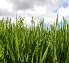 Organic production on the rise across the European Union
