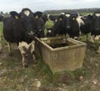 Water regulations will 'kill off' Welsh family dairy farms - FUW