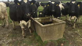 Water regulations will ‘kill off’ Welsh family dairy farms – FUW