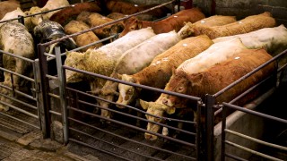 Livestock prices remain robust in early weeks of 2021