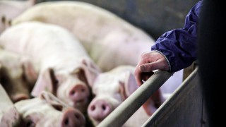 Foot and mouth ruled out in English pig farm disease case