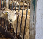 BASIS and NSA launch Register of Sheep Advisers