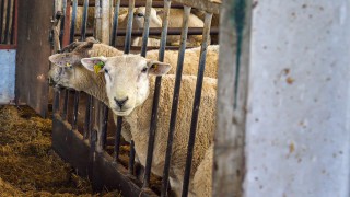 BASIS and NSA launch Register of Sheep Advisers
