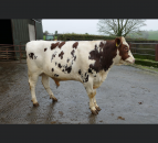 High demand for cows in milk at Dungannon dairy sale