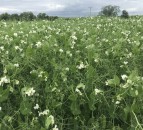 DAERA to launch pilot payment scheme for protein crops