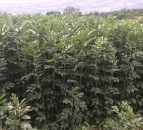 Are beans the perfect break crop?