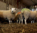 DAERA publishes results of the June 2020 Agricultural Census