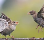 QUB theory suggests emotions underpin animal behaviour