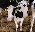 Scottish heifer identified among world's highest-ranking Holstein females