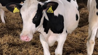 Scottish heifer identified among world’s highest-ranking Holstein females