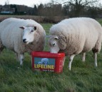 Managing ewe nutrition during lambing is essential to flock performance