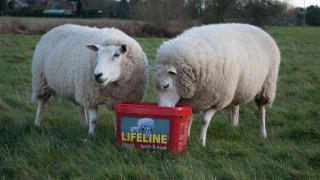 Managing ewe nutrition during lambing is essential to flock performance