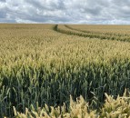 'Fertiliser programme was key to winning crop awards'